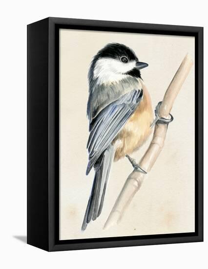 Little Bird on Branch II-Jennifer Paxton Parker-Framed Stretched Canvas