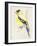 Little Bird on Branch III-Jennifer Paxton Parker-Framed Art Print