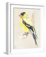 Little Bird on Branch III-Jennifer Paxton Parker-Framed Art Print