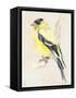 Little Bird on Branch III-Jennifer Paxton Parker-Framed Stretched Canvas