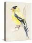 Little Bird on Branch III-Jennifer Paxton Parker-Stretched Canvas