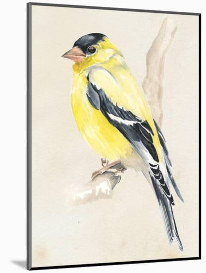 Little Bird on Branch III-Jennifer Paxton Parker-Mounted Art Print