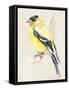 Little Bird on Branch III-Jennifer Paxton Parker-Framed Stretched Canvas