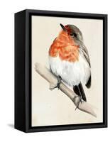 Little Bird on Branch IV-Jennifer Paxton Parker-Framed Stretched Canvas