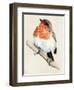 Little Bird on Branch IV-Jennifer Paxton Parker-Framed Art Print