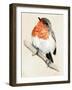 Little Bird on Branch IV-Jennifer Paxton Parker-Framed Art Print