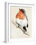 Little Bird on Branch IV-Jennifer Paxton Parker-Framed Art Print