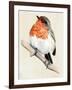 Little Bird on Branch IV-Jennifer Paxton Parker-Framed Art Print