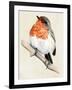 Little Bird on Branch IV-Jennifer Paxton Parker-Framed Art Print