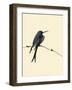 Little Bird-Aurore De La Morinrie-Framed Art Print