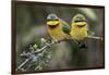 Little Birds-Art Wolfe-Framed Photographic Print