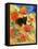 Little Black Cat in Pumpkin Patch-sylvia pimental-Framed Stretched Canvas