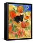 Little Black Cat in Pumpkin Patch-sylvia pimental-Framed Stretched Canvas