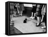 Little Black Kittens Waiting for Audition for Movie "Tales of Terror" in Hollywood-Ralph Crane-Framed Stretched Canvas