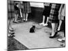 Little Black Kittens Waiting for Audition for Movie "Tales of Terror" in Hollywood-Ralph Crane-Mounted Photographic Print