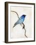 Little Blue, 2012-Nancy Moniz-Framed Giclee Print