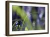 Little Blue Flower-Incredi-Framed Giclee Print