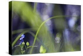 Little Blue Flower-Incredi-Stretched Canvas