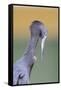 Little Blue Heron (Egretta caerulea) adult, preening, close-up of head and neck, Florida-Edward Myles-Framed Stretched Canvas