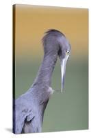 Little Blue Heron (Egretta caerulea) adult, preening, close-up of head and neck, Florida-Edward Myles-Stretched Canvas