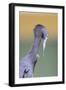 Little Blue Heron (Egretta caerulea) adult, preening, close-up of head and neck, Florida-Edward Myles-Framed Photographic Print