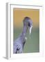 Little Blue Heron (Egretta caerulea) adult, preening, close-up of head and neck, Florida-Edward Myles-Framed Photographic Print