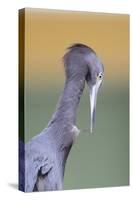 Little Blue Heron (Egretta caerulea) adult, preening, close-up of head and neck, Florida-Edward Myles-Stretched Canvas