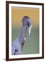 Little Blue Heron (Egretta caerulea) adult, preening, close-up of head and neck, Florida-Edward Myles-Framed Photographic Print