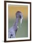 Little Blue Heron (Egretta caerulea) adult, preening, close-up of head and neck, Florida-Edward Myles-Framed Photographic Print