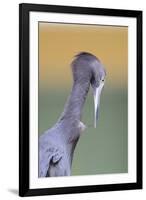 Little Blue Heron (Egretta caerulea) adult, preening, close-up of head and neck, Florida-Edward Myles-Framed Photographic Print