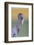 Little Blue Heron (Egretta caerulea) adult, preening, close-up of head and neck, Florida-Edward Myles-Framed Photographic Print