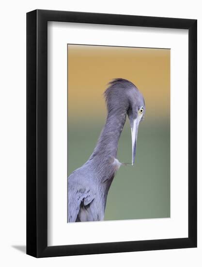 Little Blue Heron (Egretta caerulea) adult, preening, close-up of head and neck, Florida-Edward Myles-Framed Photographic Print