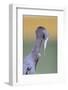 Little Blue Heron (Egretta caerulea) adult, preening, close-up of head and neck, Florida-Edward Myles-Framed Photographic Print