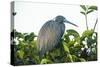 Little Blue Heron in Tree-Richard T. Nowitz-Stretched Canvas