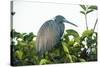 Little Blue Heron in Tree-Richard T. Nowitz-Stretched Canvas