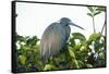 Little Blue Heron in Tree-Richard T. Nowitz-Framed Stretched Canvas