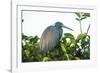 Little Blue Heron in Tree-Richard T. Nowitz-Framed Photographic Print