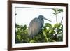 Little Blue Heron in Tree-Richard T. Nowitz-Framed Photographic Print