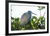 Little Blue Heron in Tree-Richard T. Nowitz-Framed Photographic Print