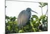 Little Blue Heron in Tree-Richard T. Nowitz-Mounted Photographic Print