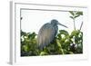 Little Blue Heron in Tree-Richard T. Nowitz-Framed Photographic Print