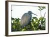 Little Blue Heron in Tree-Richard T. Nowitz-Framed Photographic Print