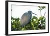 Little Blue Heron in Tree-Richard T. Nowitz-Framed Photographic Print