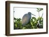 Little Blue Heron in Tree-Richard T. Nowitz-Framed Photographic Print