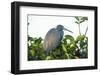 Little Blue Heron in Tree-Richard T. Nowitz-Framed Photographic Print