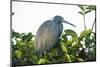 Little Blue Heron in Tree-Richard T. Nowitz-Mounted Photographic Print