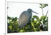 Little Blue Heron in Tree-Richard T. Nowitz-Framed Photographic Print