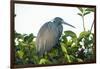 Little Blue Heron in Tree-Richard T. Nowitz-Framed Photographic Print