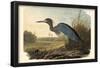 Little Blue Heron-null-Framed Poster