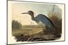 Little Blue Heron-null-Mounted Poster